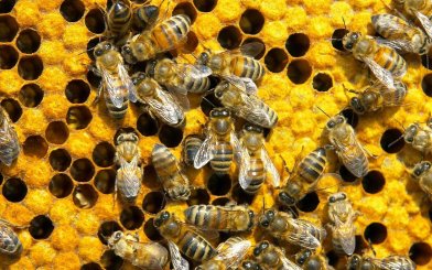 Elixíry života z včelieho úľa